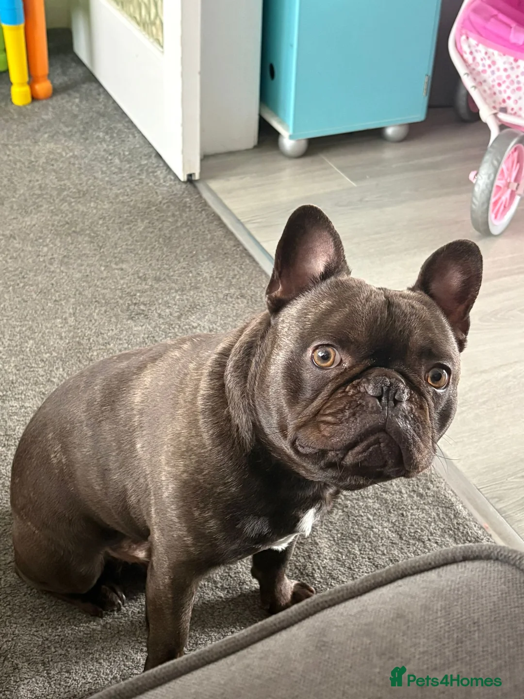 French Bulldog dogs for sale: 2 year old French Bulldog - MILO in York - Advert 1