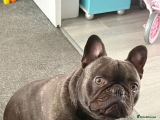 French Bulldog dogs 2 year old French Bulldog - MILO - Advert 1