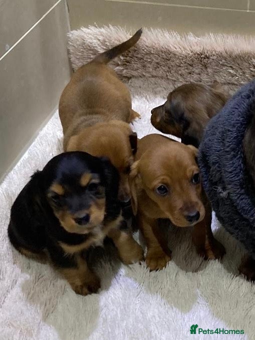 Jackshund dogs Miniature Jackshaunds  - Advert 2