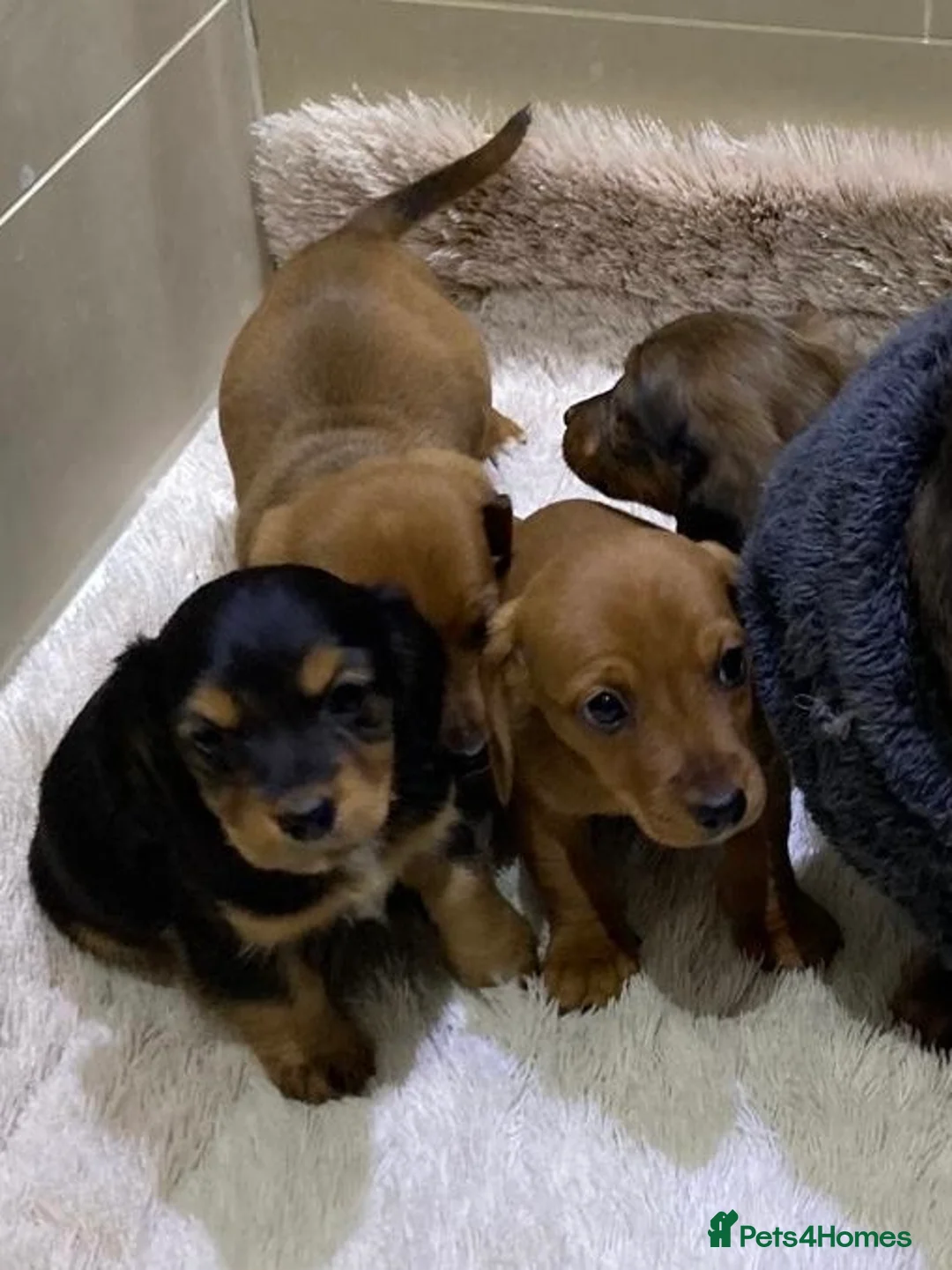 Jackshund dogs for sale: Miniature Jackshaunds  in Weston-super-Mare - Advert 2