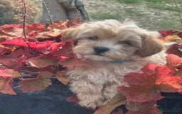 Maltipoo dogs for sale: F1 maltipoo - Image 1