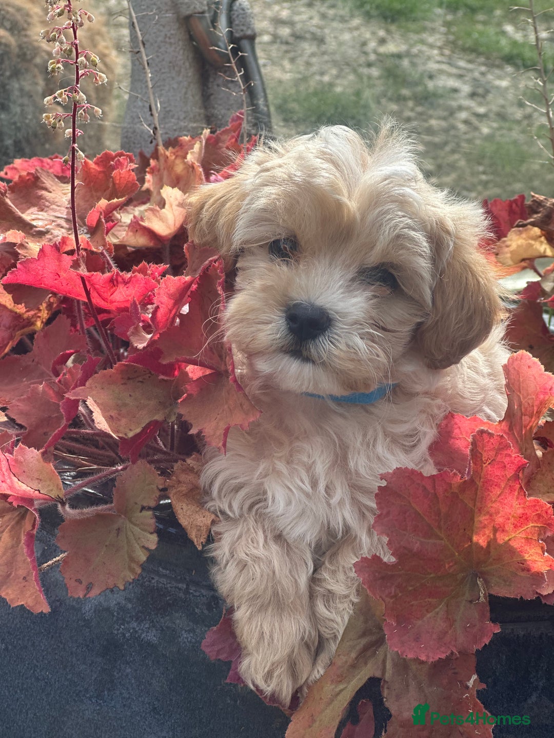 Maltipoo dogs for sale: F1 maltipoo - Image 1