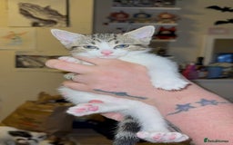 Mixed Breed cats for sale: Two girls left  - Image 8