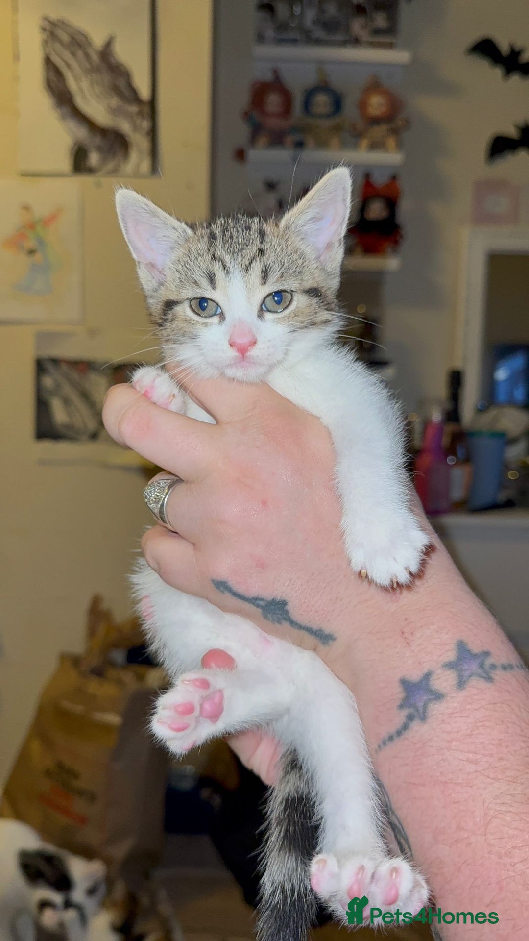 Mixed Breed cats for sale: Two girls left  - Image 8
