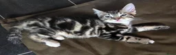 Mixed Breed cats for sale: male tabby kitten - Advert 5