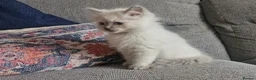 Ragdoll cats for sale: Beautiful ragdoll kittens - Advert 19