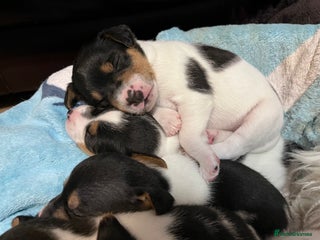 Jack Russell dogs Jack Russell puppies for sale - Advert 8