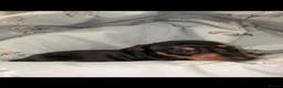 Miniature Dachshund dogs for sale: Stunning Miniature dachshund puppy’s   in Kettering - Advert 9