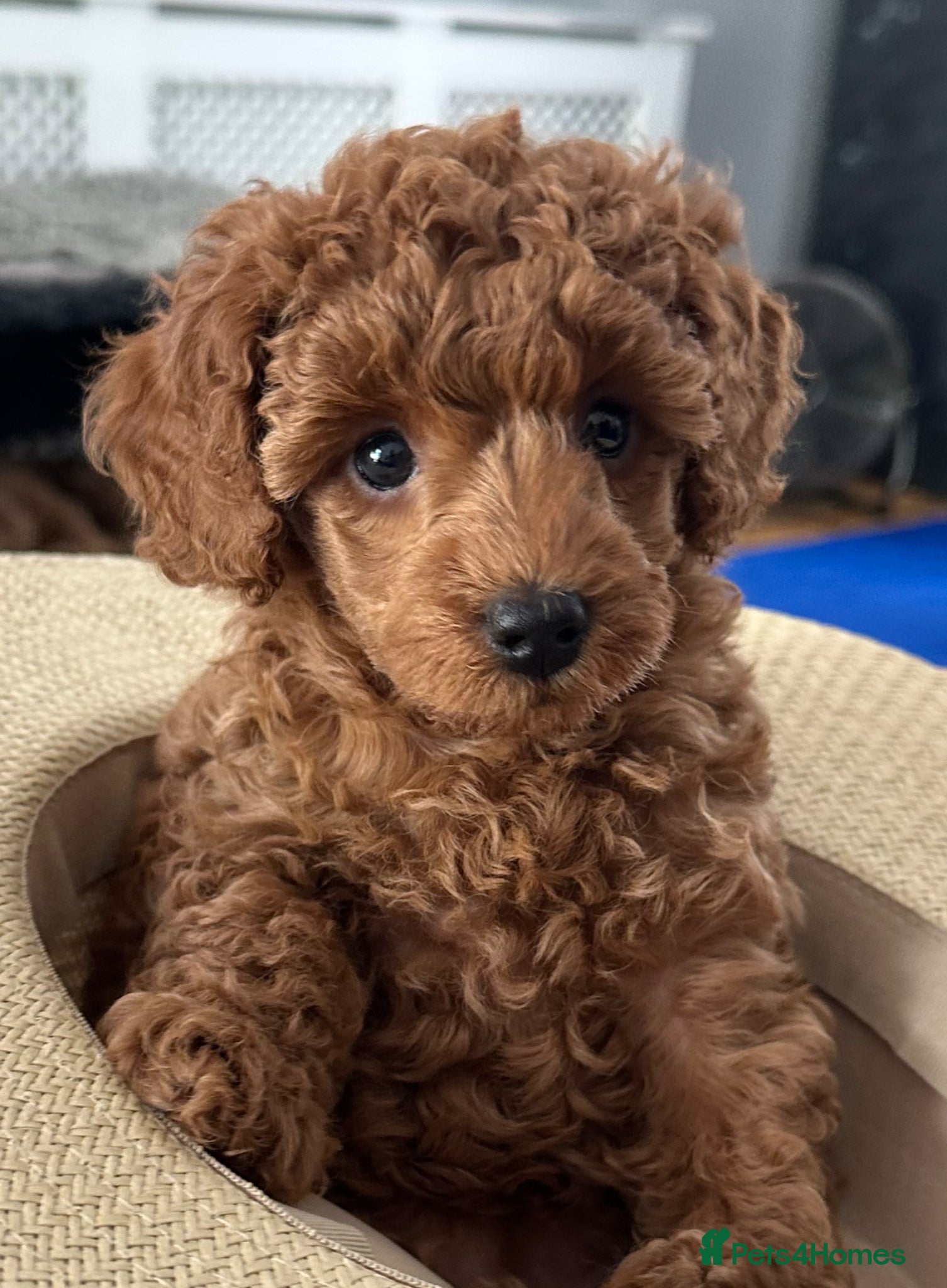 Miniature Poodle dogs 🐩 Beautiful Small Miniature Poodles 🐩  - Advert 1