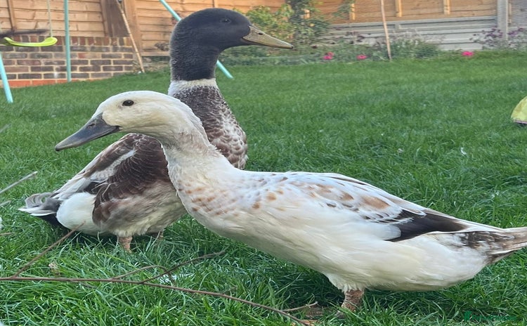 Ducks poultry - Advert 2