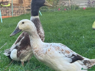Ducks poultry - Advert 1