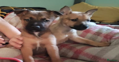 Mixed Breed dogs Belgium shepherd puppies - Advert 16