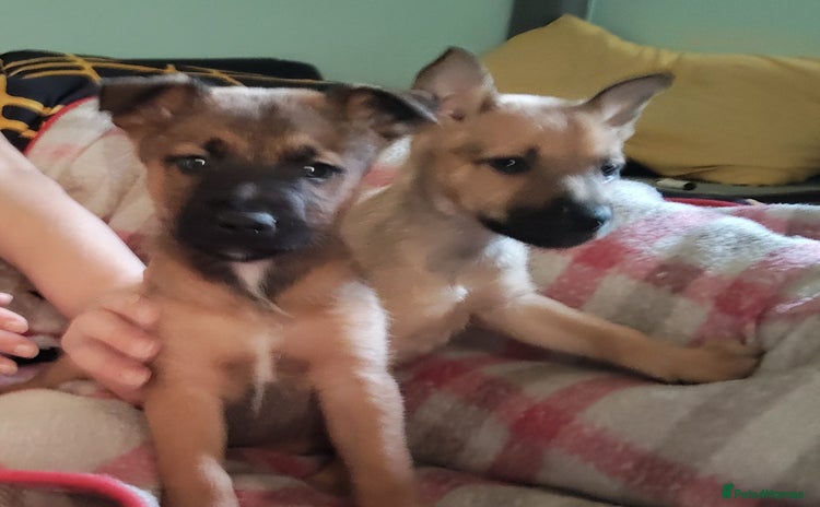 Mixed Breed dogs Belgium shepherd puppies - Advert 1