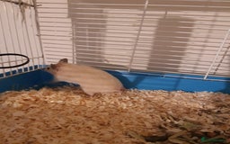Hamster rodents for sale: Baby syrian hamsters from £10 - Available Now  in Manchester - Image 11