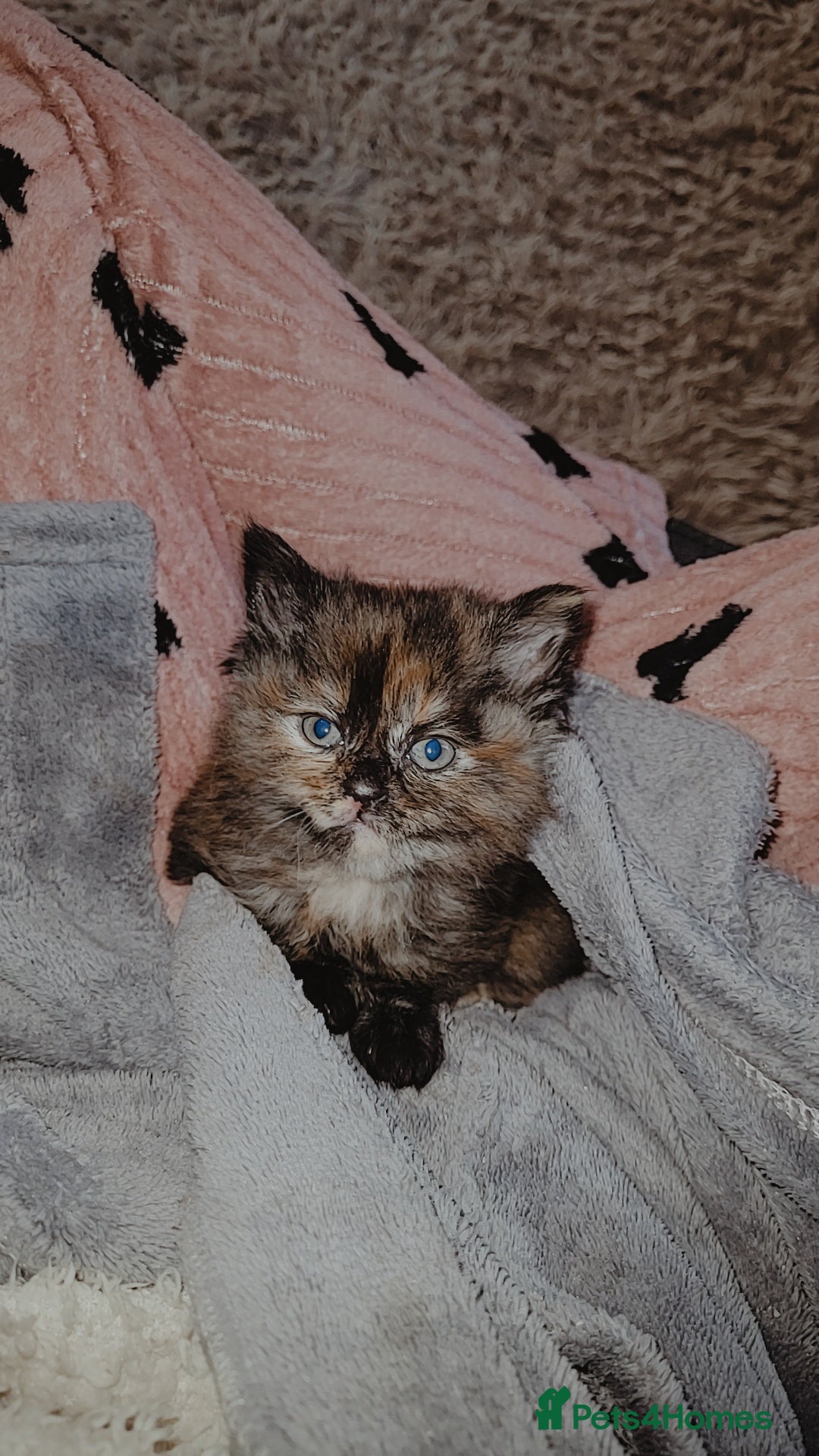 Mixed Breed cats Beautiful mixed kittens  - Advert 9