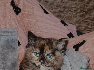 Mixed Breed cats Beautiful mixed kittens - Advert 9