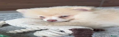 Dolce - Pomeranian 1