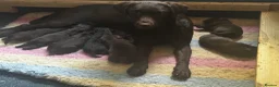 Labrador Retriever dogs for sale: Labrador puppies Kennel club health tested  - Advert 3