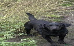 Labrador Retriever dogs for sale: Labrador puppies  - Image 1