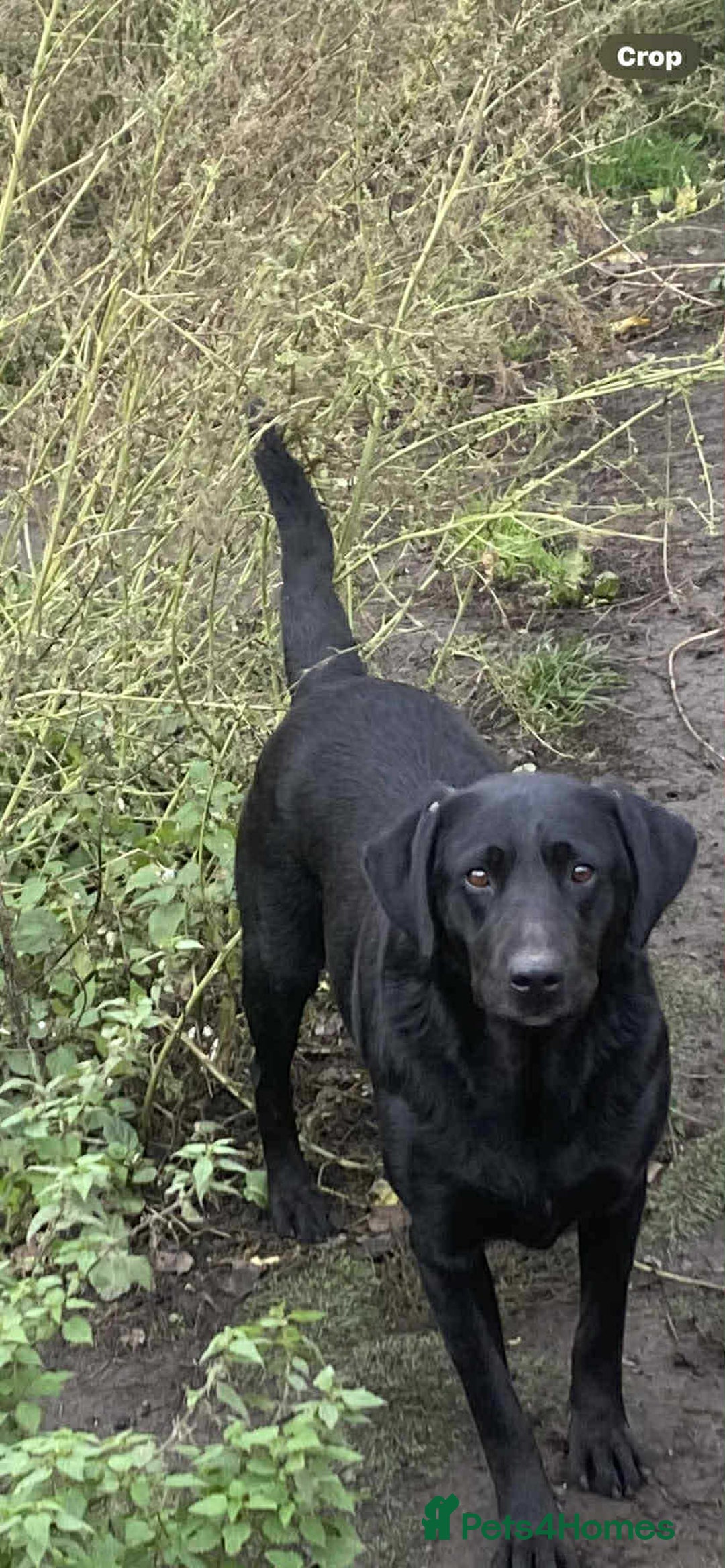 Labrador Retriever dogs for sale: Labrador puppies  - Image 1