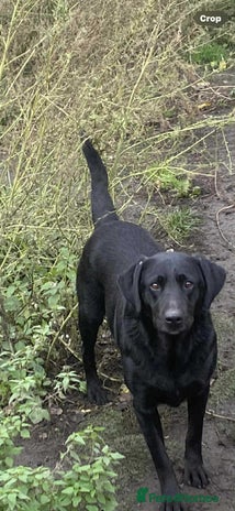 Labrador Retriever dogs - Advert 1