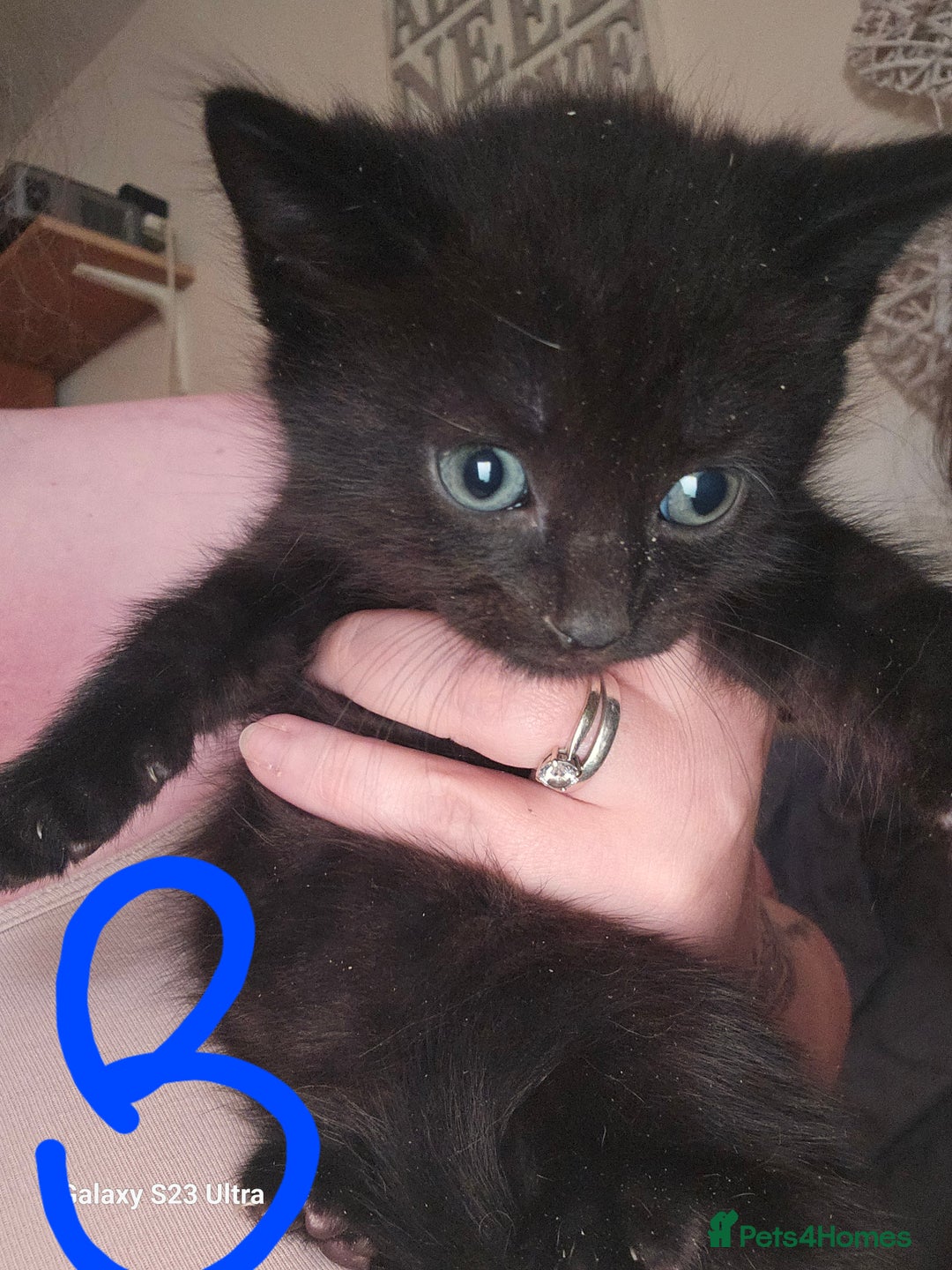 Mixed Breed cats for sale: 4 Beautiful Kittens **2 Black & White Boys Left** - Image 8