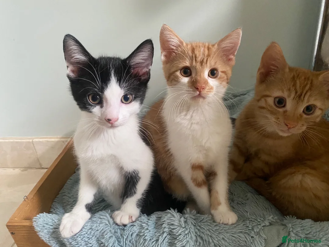 Mixed Breed cats for sale: Lovely short haired kittens  in Redhill - Advert 1