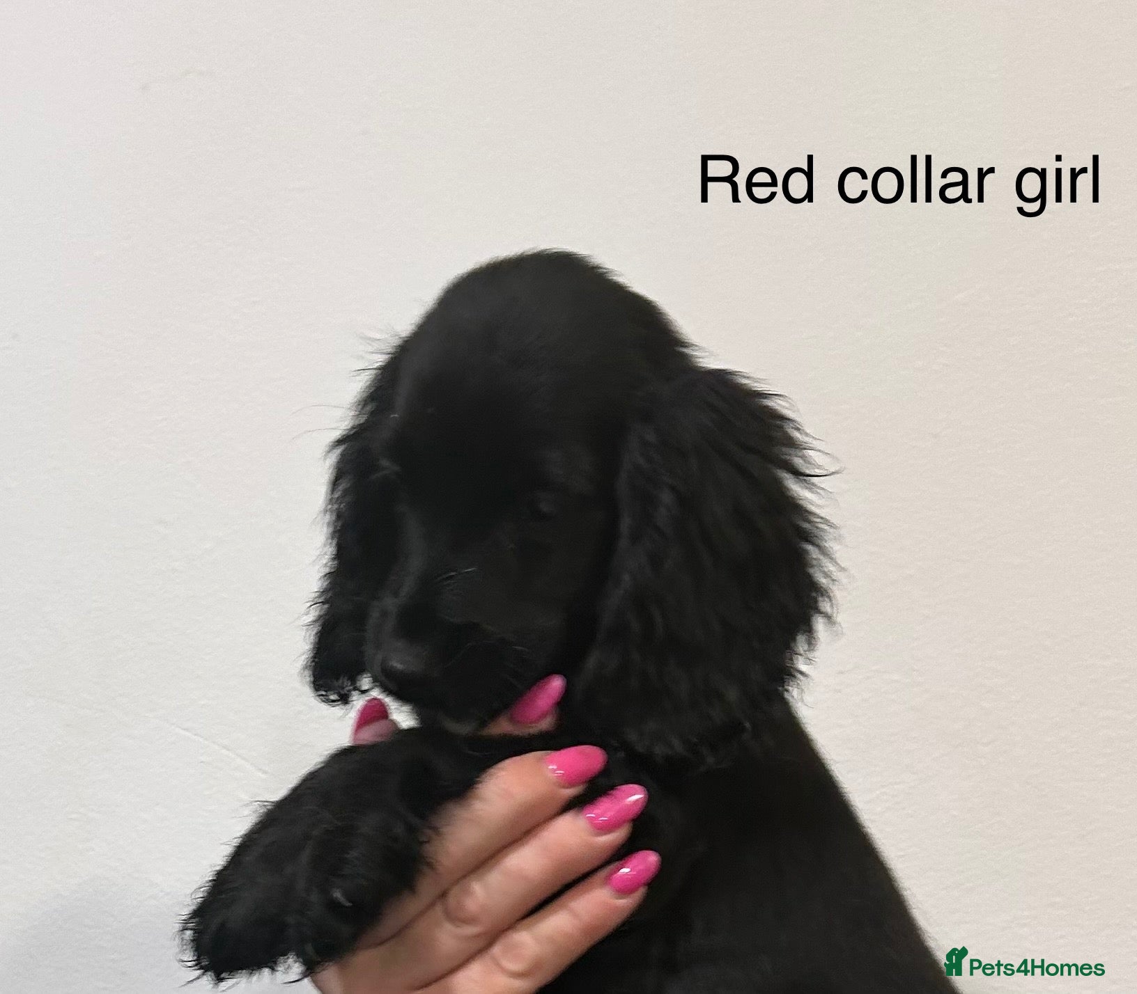 Cocker Spaniel dogs **READY TO GO** - Advert 2