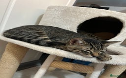 Domestic Shorthair cats for sale: Kittens - Image 24