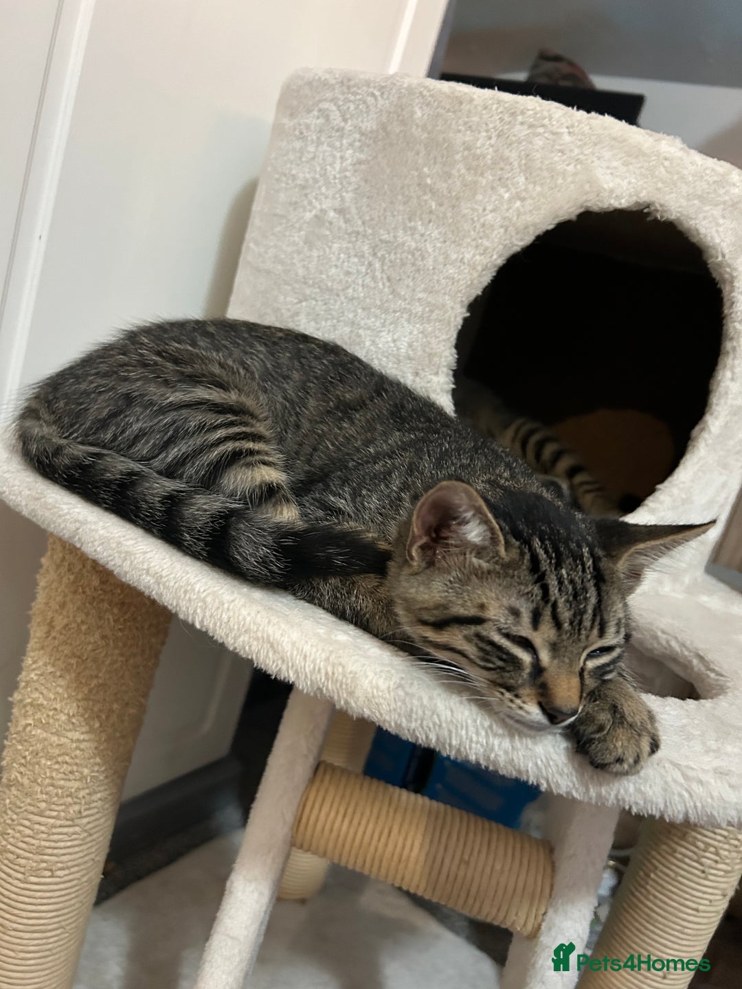 Domestic Shorthair cats for sale: Kittens - Image 24