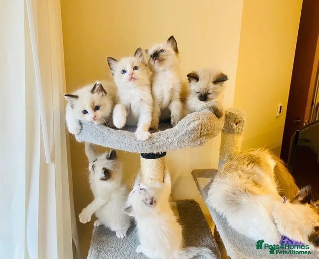 Ragdoll cats for stud: Pure Ragdoll stud in London - Advert 4