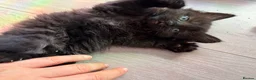 Mixed Breed cats for sale: Beautiful mixed-breed kittens! - Advert 8