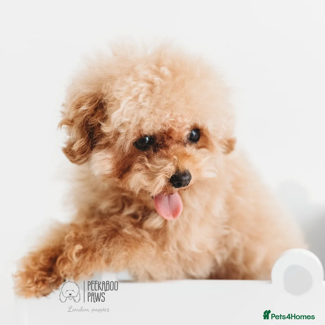 Toy Poodle dogs for stud:  **  Asian KC Toy Poodle for Stud DNA tested in Rickmansworth - Advert 3