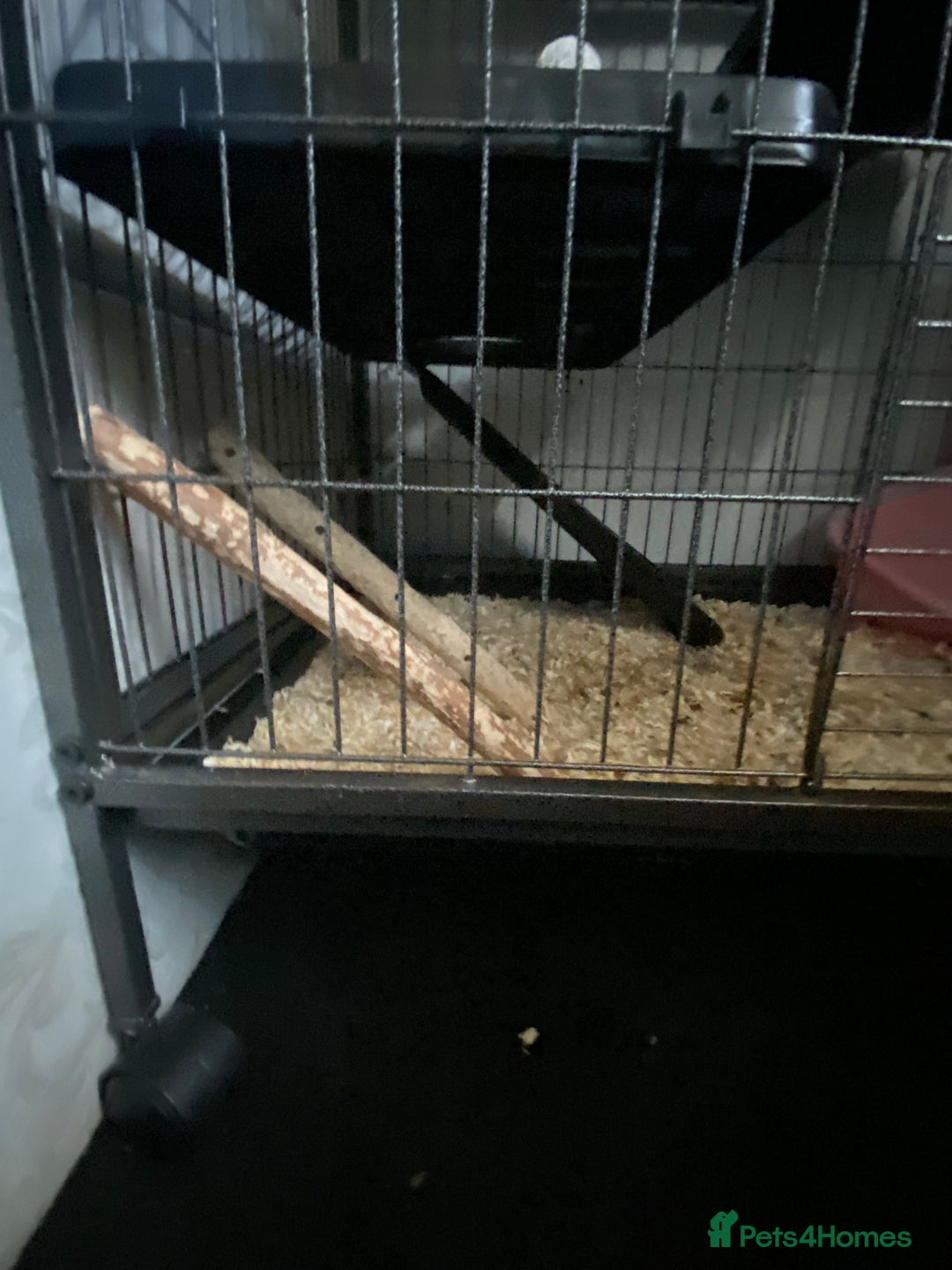 Chinchilla rodents for sale: Chinchillas for sale  - Image 14