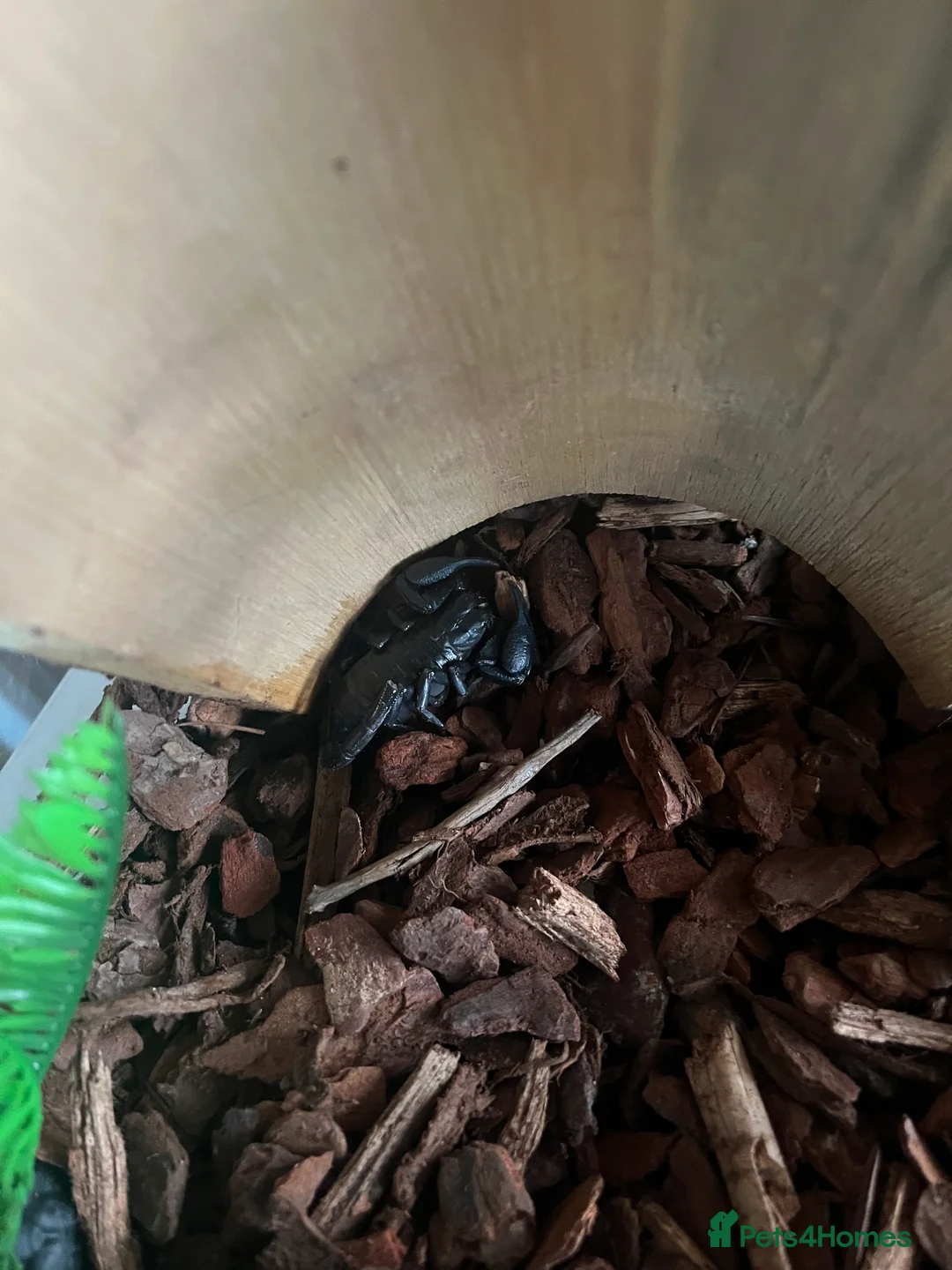 Scorpions invertebrates for sale: Vietnam forest scorpion  in Oswestry - Advert 2