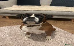 Mixed Breed dogs for sale: 2 gorgeous girls - Image 16