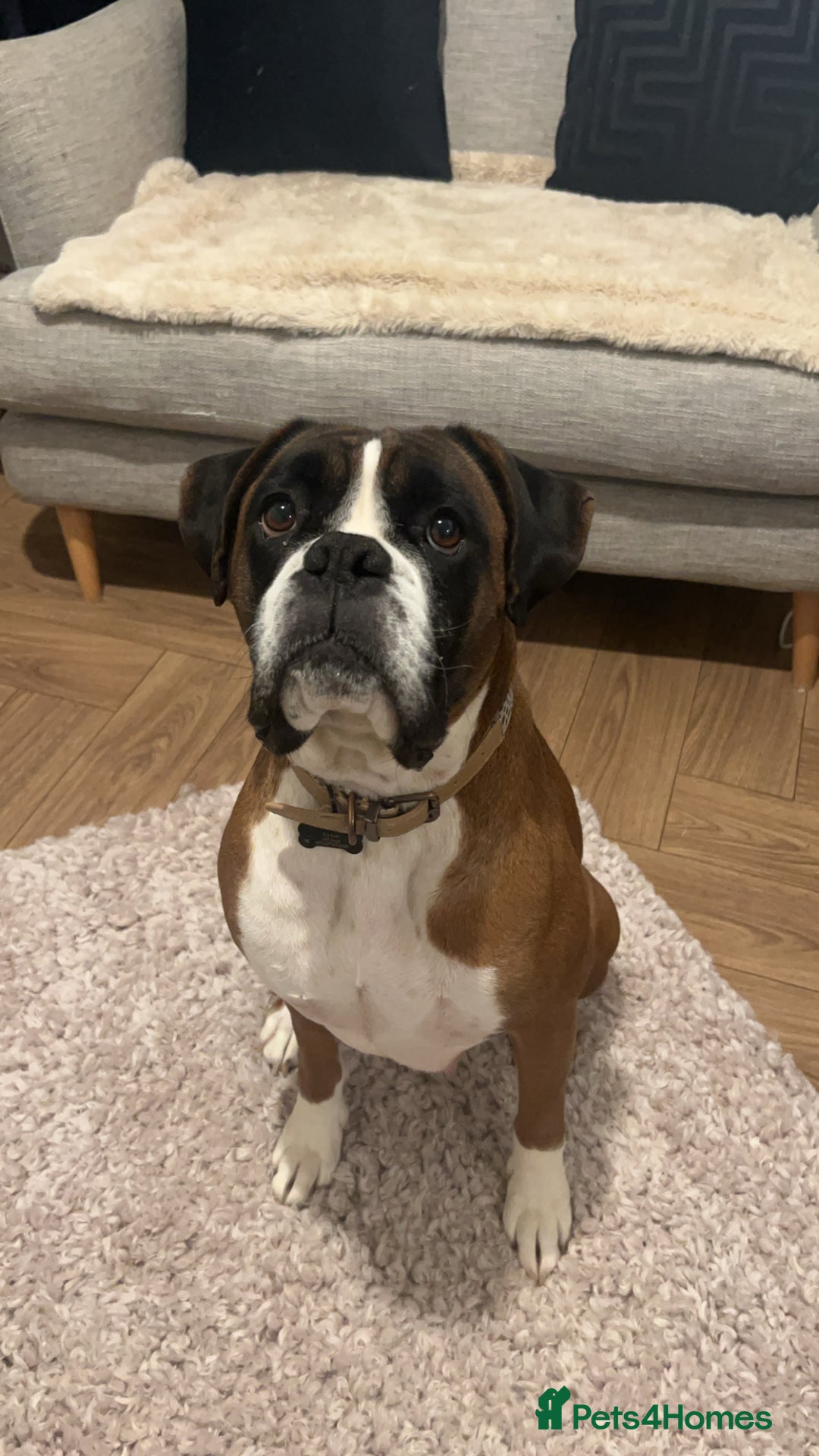 Mixed Breed dogs for sale: 2 gorgeous girls - Image 16