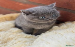 British Shorthair cats for sale: British Short Hair Kittens - Image 3