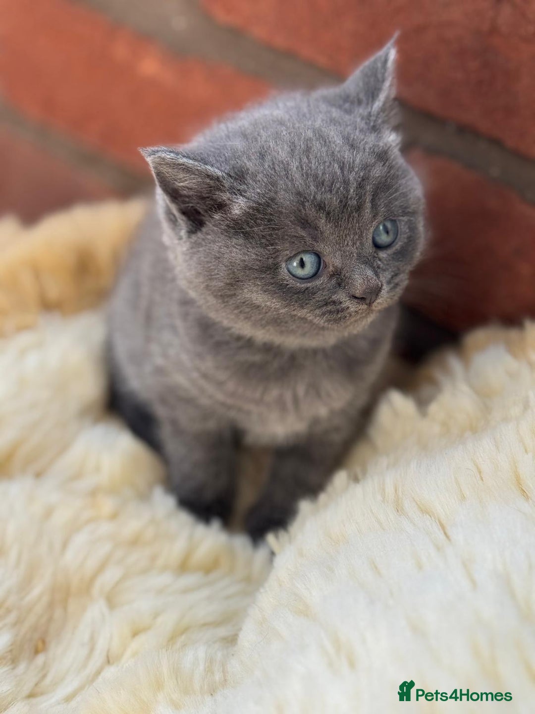 British Shorthair cats for sale: British Short Hair Kittens - Image 3