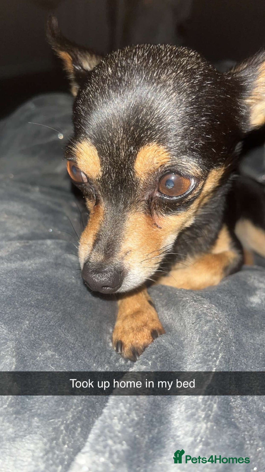 Chihuahua dogs for sale: Talulah 9 year old tiny chihuahua  - Image 2