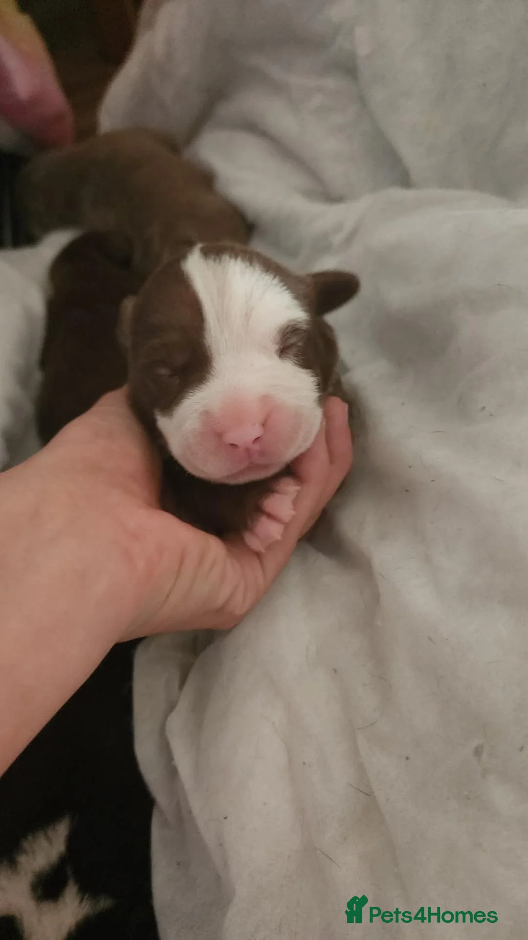 Mixed Breed dogs for sale: 2 pocket cross spaniel  in Loughborough - Advert 7
