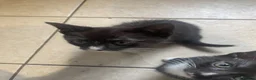Mixed Breed cats for sale: Two beautiful female kittens in Torpoint - Advert 3