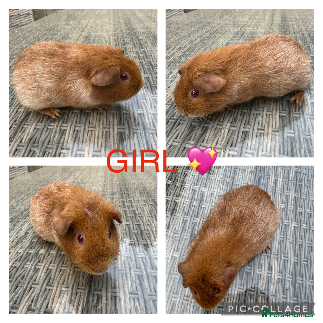 Guinea Pig rodents for sale: Purebred Teddy,Funky+smooth piggy’s (Boys+Girls) - Image 11