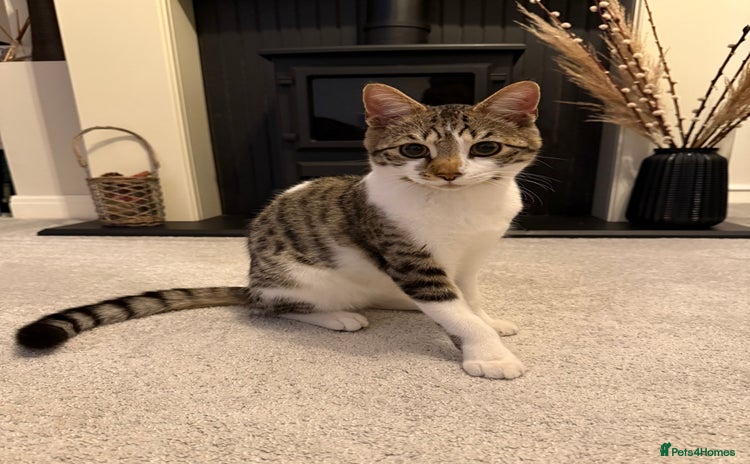Bengal cats - Advert 4