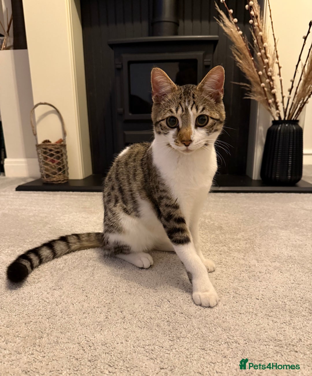 Bengal cats for sale: Half Bengal Kitten with gorgeous markings - Image 1