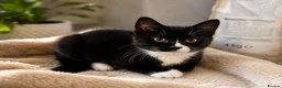 Mixed Breed cats for sale: Beautiful Kittens for sele - Advert 9