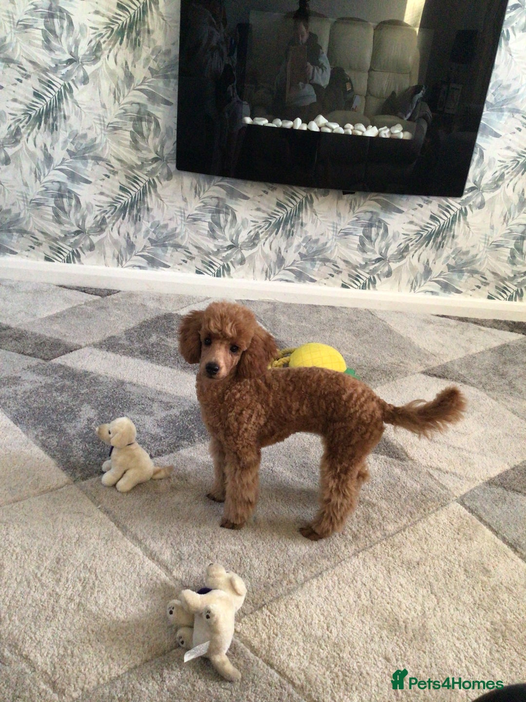 Poodle dogs for sale: Toy poodles red and apricot  - Advert 4