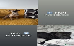 Mixed Breed dogs for sale:  Puggle x Patterdale Puppies - Image 7