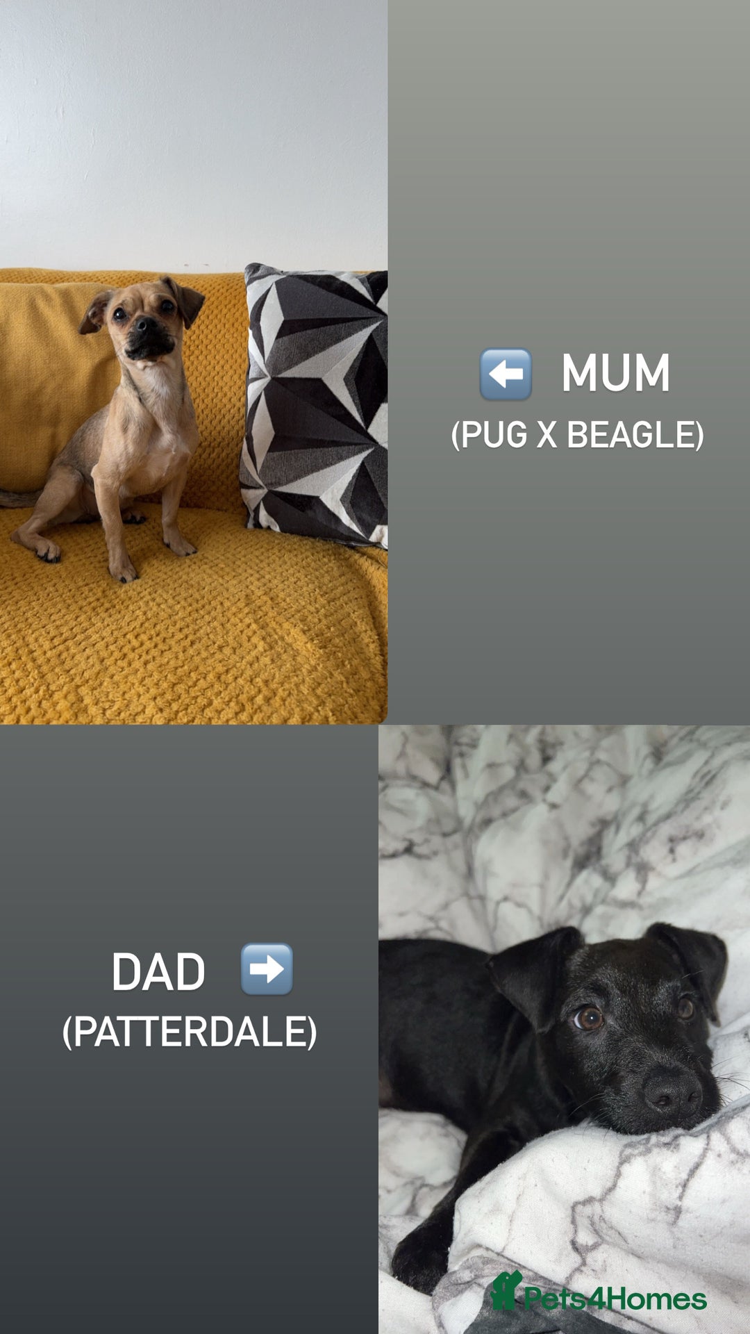 Mixed Breed dogs for sale:  Puggle x Patterdale Puppies - Image 7