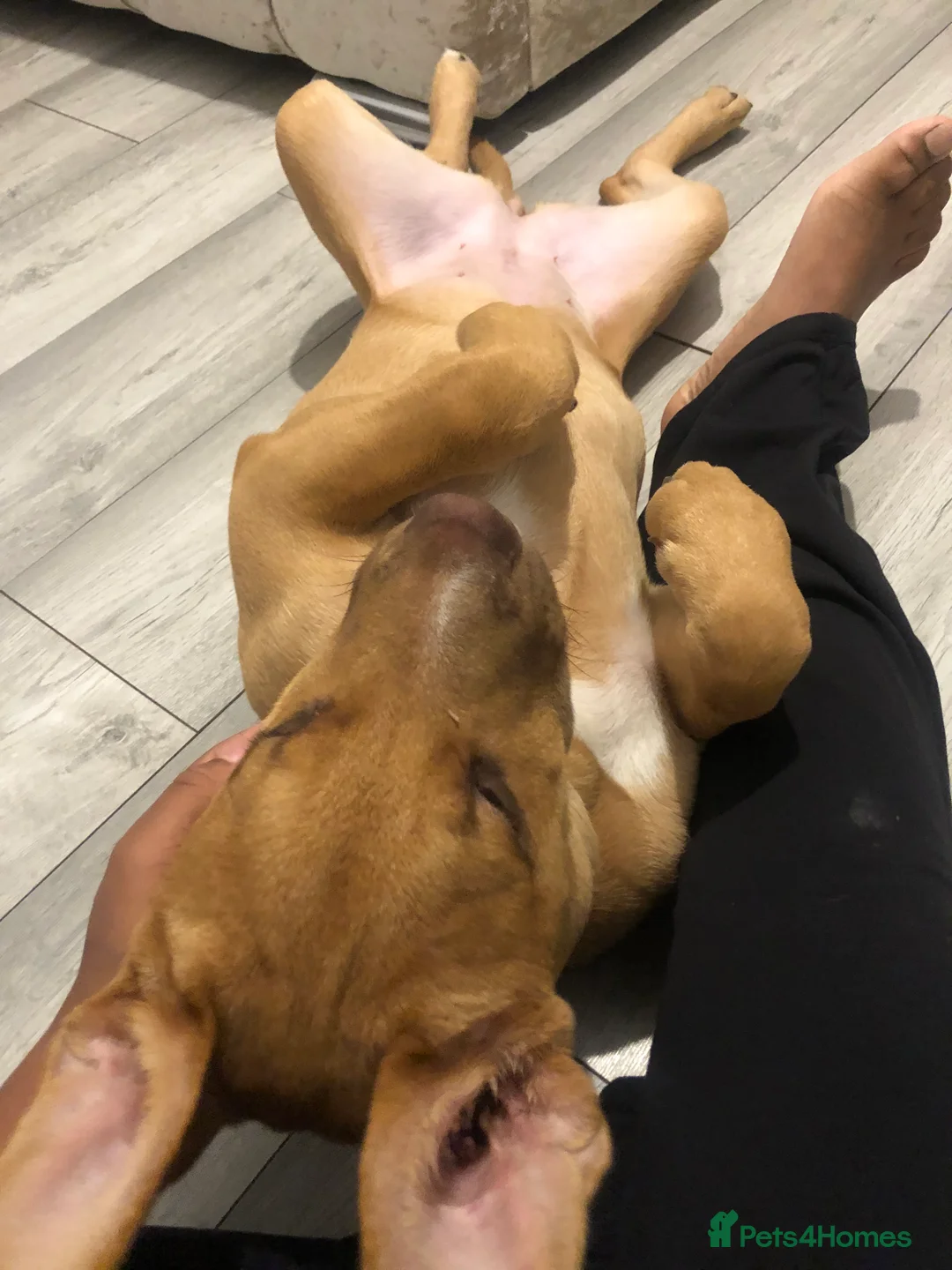 Mixed Breed dogs for sale: Skyla - Advert 6